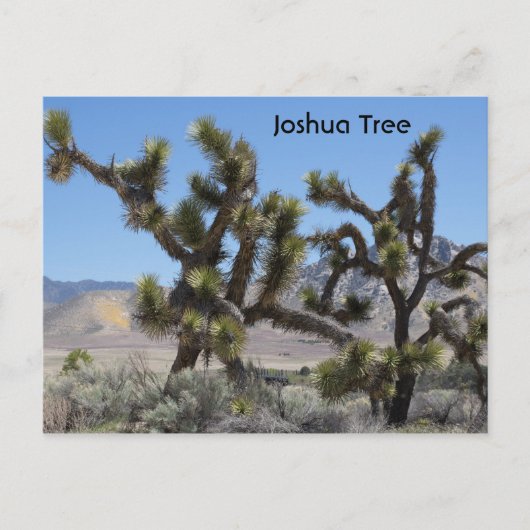 カリフォルニアのジョシュアツリー ポストカード (正面)