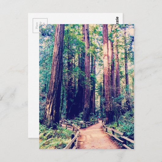 カリフォルニアのセコイア ポストカード (正面/裏面)