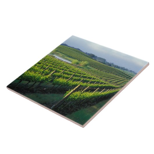 カリフォルニアのナパの整然とした列にブドウの木 タイル (側面)