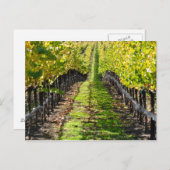 カリフォルニアのナパバレーにあるワイナリー ポストカード (正面/裏面)