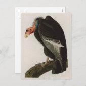 カリフォルニアのハゲワシの鳥のアメリカオードボンプリント シーズンポストカード (正面/裏面)