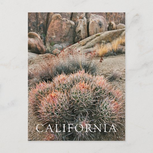 カリフォルニアのバレルサボテン ポストカード (正面)