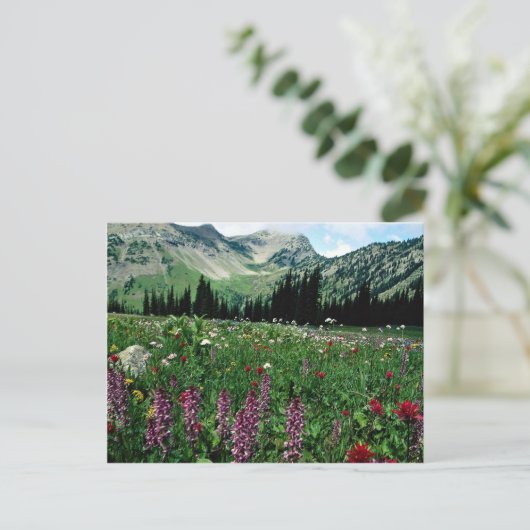 カリフォルニアのパサイテン原野の高山草原 ポストカード (スタンド正面)