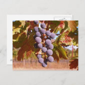 カリフォルニアのブドウ ポストカード (正面/裏面)