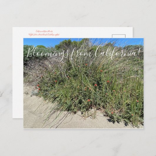 カリフォルニアのブラッドネス:インディアン絵を描ブラシ ポストカード (正面/裏面)