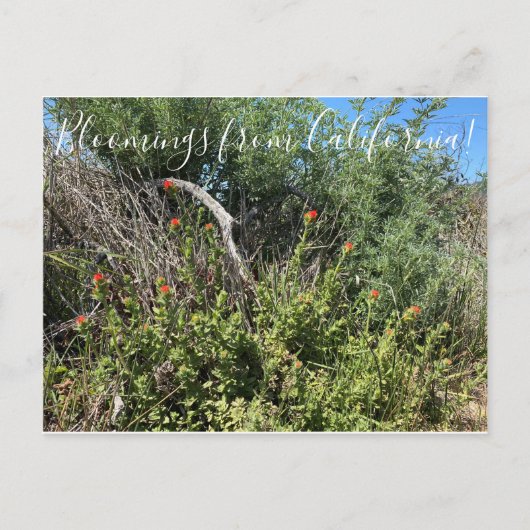 カリフォルニアのブラッドネス:インディアン絵を描ブラシ ポストカード (正面)