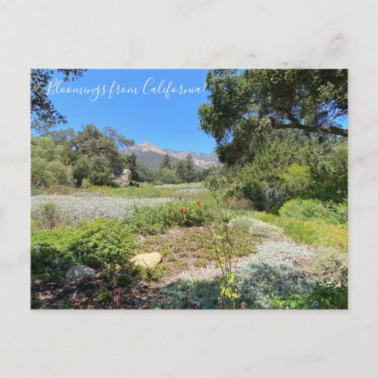 カリフォルニアのブラッドネス：ウェスタンオダマキ（植物） ポストカード (正面)