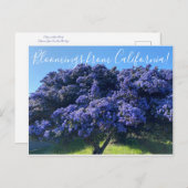 カリフォルニアのブラッドネス:カリフォルニアの薄紫 ポストカード (正面/裏面)