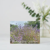 カリフォルニアのブラッドネス:クリーブランド・セージ ポストカード (スタンド正面)