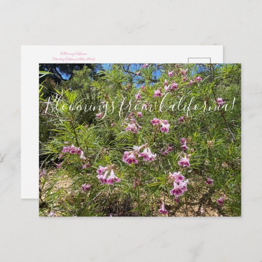 カリフォルニアのブラッドネス：デザートウィロー ポストカード (正面/裏面)