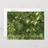 カリフォルニアのブラッドネス：バケエと蝶 ポストカード (正面/裏面)