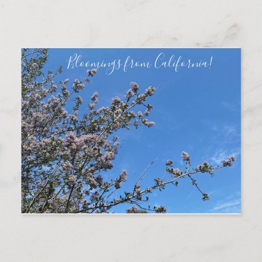 カリフォルニアのブラッドネス：バックブラシ ポストカード (正面)