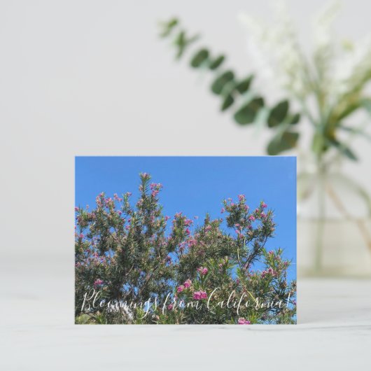 カリフォルニアのブラッドネス：砂漠の柳はがき ポストカード (スタンド正面)