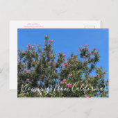 カリフォルニアのブラッドネス:砂漠の柳はがき ポストカード (正面/裏面)