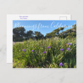 カリフォルニアのブラッドミンズ:パシフィックコーストアイリス ポストカード (正面/裏面)