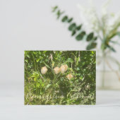 カリフォルニアのブラッドンズ：フェアリー・ランタン ポストカード (スタンド正面)