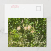 カリフォルニアのブラッドンズ：フェアリー・ランタン ポストカード (正面/裏面)