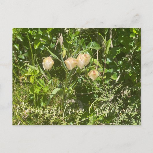 カリフォルニアのブラッドンズ：フェアリー・ランタン ポストカード (正面)