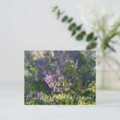 カリフォルニアのブラミングス:ウリー・ブルークルスのポストカ ポストカード (スタンド正面)