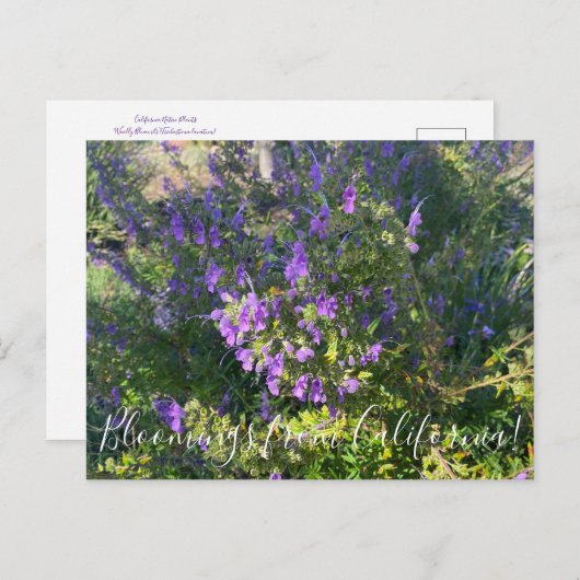 カリフォルニアのブラミングス:ウリー・ブルークルスのポストカ ポストカード (正面/裏面)