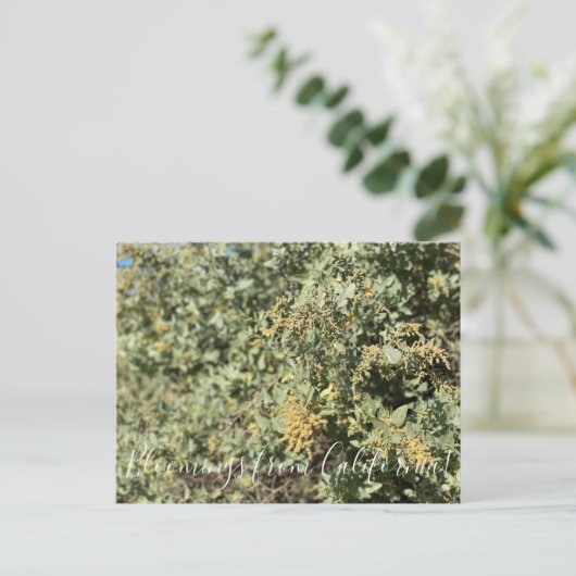 カリフォルニアのブラームズ:ウズリのブッシュ葉書 ポストカード (スタンド正面)