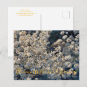 カリフォルニアのブラームズ:カリフォルニアの永遠 ポストカード (正面/裏面)