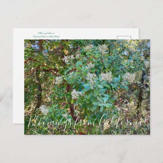 カリフォルニアのブラームズ:カリフォルニア・ホリー・ポストカ ポストカード (正面/裏面)