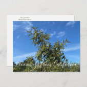 カリフォルニアのブラームズ:コーヒーベリー葉書 ポストカード (正面/裏面)