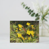 カリフォルニアのブラームズ:サンカップ ポストカード (スタンド正面)