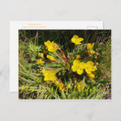 カリフォルニアのブラームズ:サンカップ ポストカード (正面/裏面)