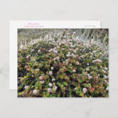 カリフォルニアのブラームズ:シークリフソバ ポストカード (正面/裏面)