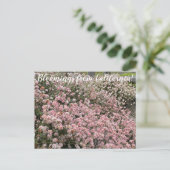 カリフォルニアのブラームズ：シークリフソバ ポストカード (スタンド正面)