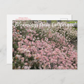 カリフォルニアのブラームズ：シークリフソバ ポストカード (正面/裏面)