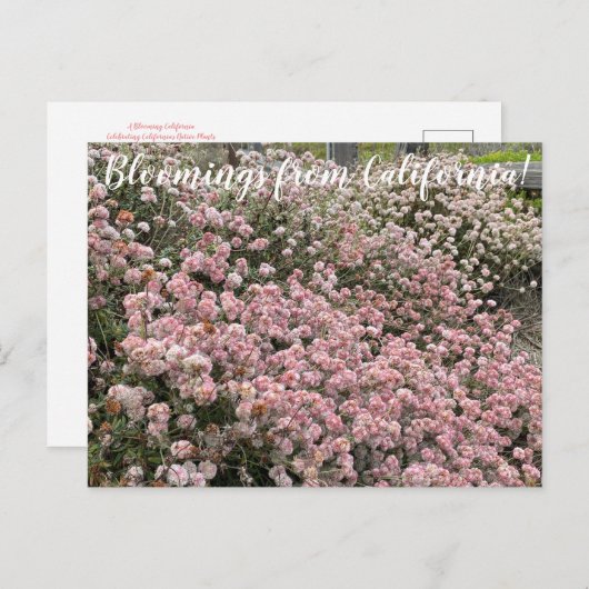 カリフォルニアのブラームズ:シークリフソバ ポストカード (正面/裏面)