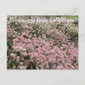 カリフォルニアのブラームズ:シークリフソバ ポストカード (正面)