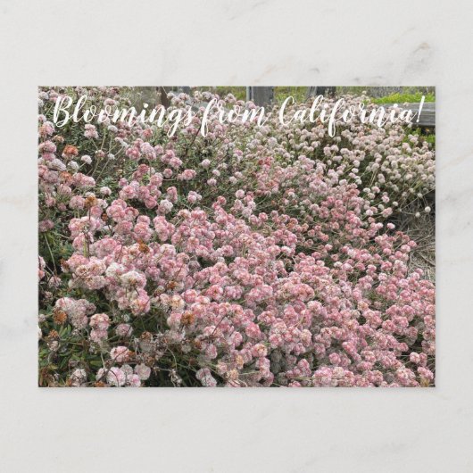 カリフォルニアのブラームズ：シークリフソバ ポストカード (正面)