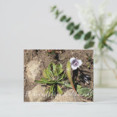 カリフォルニアのブラームズ：トルミーのスターチューリップ ポストカード (スタンド正面)