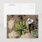 カリフォルニアのブラームズ：トルミーのスターチューリップ ポストカード (正面/裏面)