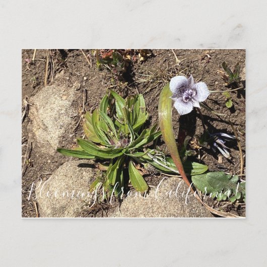 カリフォルニアのブラームズ：トルミーのスターチューリップ ポストカード (正面)