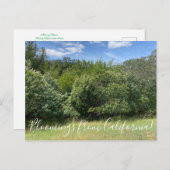 カリフォルニアのブラームズ：バケイス ポストカード (正面/裏面)