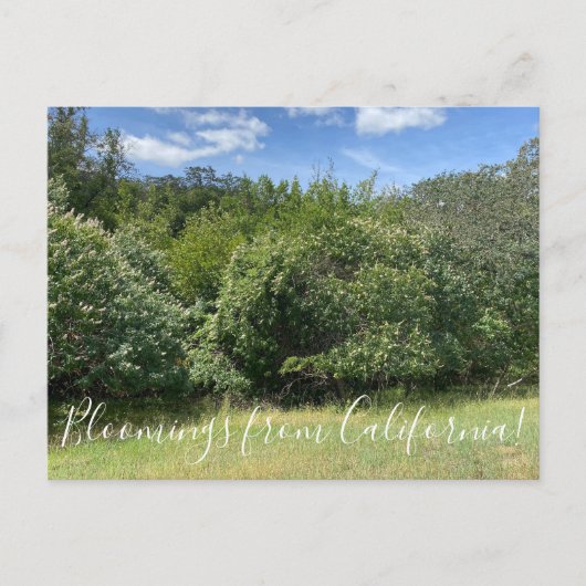 カリフォルニアのブラームズ：バケイス ポストカード (正面)