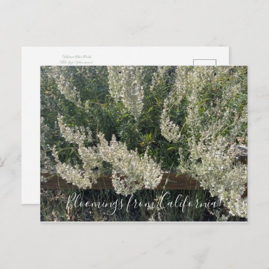 カリフォルニアのブラームズ:ホワイトセージ葉書 ポストカード (正面/裏面)
