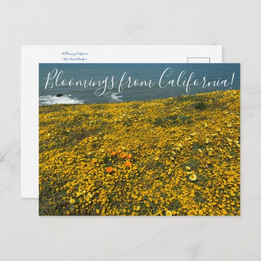 カリフォルニアのブラームズ!ポストカード ポストカード (正面/裏面)