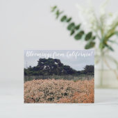 カリフォルニアのブラームズ!ポストカード ポストカード (スタンド正面)