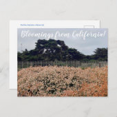 カリフォルニアのブラームズ!ポストカード ポストカード (正面/裏面)