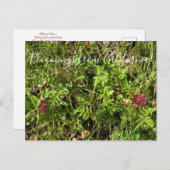 カリフォルニアのブラームズ:戦士のプルームのポストカー ポストカード (正面/裏面)