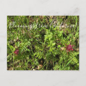 カリフォルニアのブラームズ：戦士のプルームのポストカー ポストカード (正面)