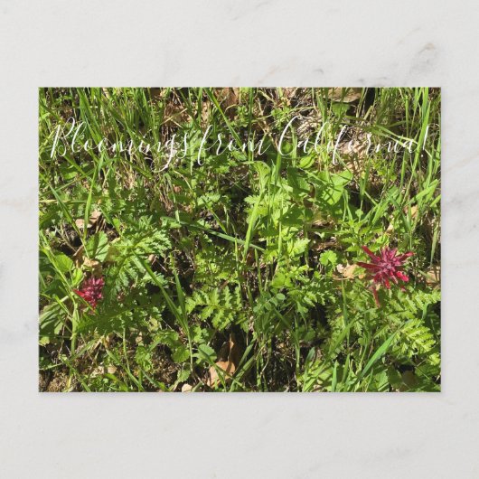 カリフォルニアのブラームズ:戦士のプルームのポストカー ポストカード (正面)