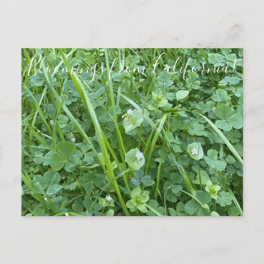 カリフォルニアのブラームズ:春美しい ポストカード (正面)