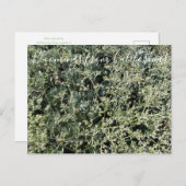 カリフォルニアのブラームズ:聖キャサリンのレース ポストカード (正面/裏面)